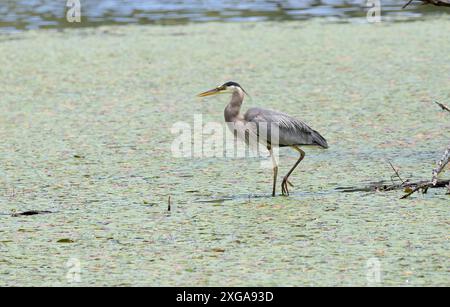 Un grande airone blu ' Ardea herodias ' cerca cibo in una palude. Foto Stock