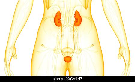 Illustrazione 3D concetto di reni del sistema urinario femminile con anatomia vescica Foto Stock