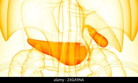 Illustrazione 3D concetto di pancreas degli organi interni umani con anatomia della cistifellea Foto Stock