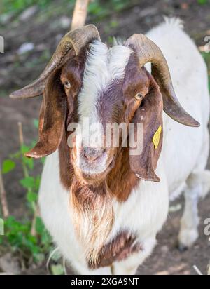 Ritratto di capra (Capra hircus). Buck o Billy Close Up, dettaglio Foto Stock