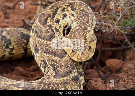 Un sommatore di puff difensivo (Bitis arietans) in habitat naturale, Sudafrica Foto Stock