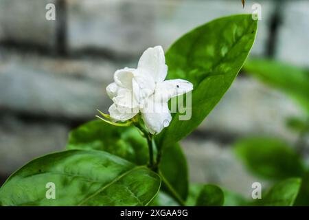 bellissimo fiore bianco di gelsomino che fiorisce sulle piante, in india conosciuto come mogra, jui, cameli, mallika, jai, è il fiore nazionale delle filippine dove è conosciuto Foto Stock