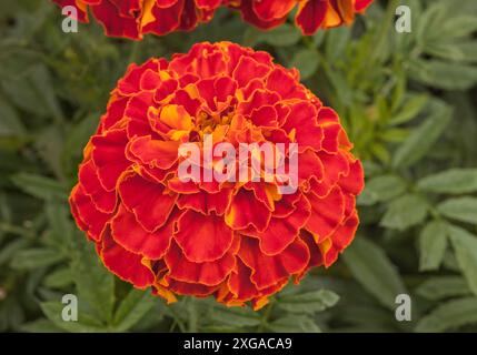 Il marigold afro-francese 'Zenith Red' Tagetes patula x erecta Foto Stock