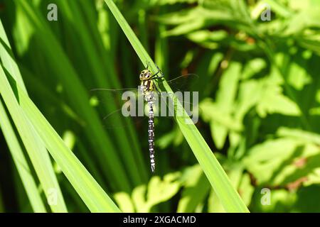 Falco meridionale, falco blu (Aeshna cyanea), falegname familiare (Aeshnidae), che si aggrappano a una bandiera gialla sulla riva dello stagno. Estate, luglio, Paesi Bassi Foto Stock