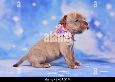 Quattro settimane purosangue giovane Lilac Brindle Bulldog francese cucciolo con naso e coda sani e lunghi. Foto Stock