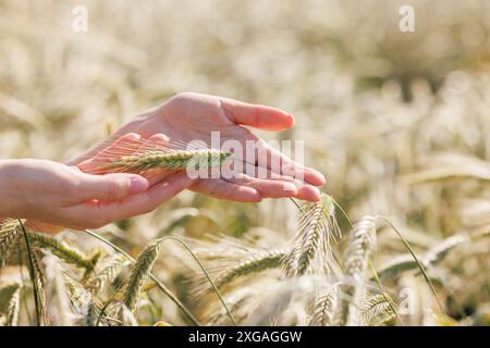 una donna agronomo tiene in mano uno spikelet di grano verde sullo sfondo di un campo, monitorando la raccolta del grano Foto Stock