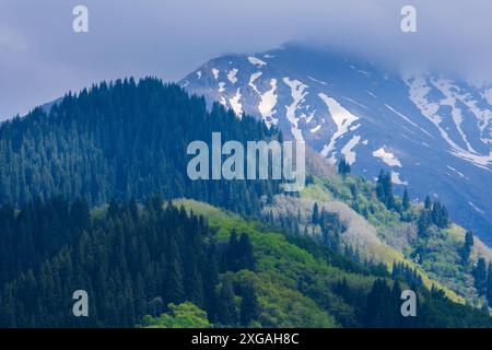 Foresta in primavera montagne Tien Shan con resti di neve invernale sotto le nuvole Foto Stock