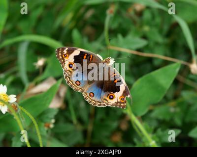 Blue Pansy Butterfly sull'albero con sfondo verde naturale, il motivo assomiglia agli occhi arancioni sull'ala nera e blu e viola e gialla Foto Stock