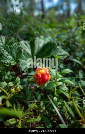 Primo piano di una singola nuvola cruda, Rubus chamaemorus Foto Stock