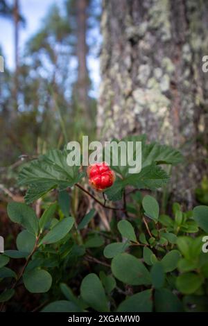 Primo piano di una singola nuvola cruda, Rubus chamaemorus Foto Stock