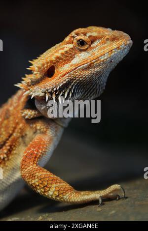 Ritratto della giovane testa di drago barbuto nel terrario con sfondo nero Foto Stock