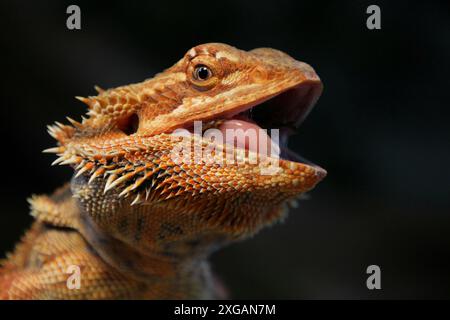 Divertente ritratto della testa di drago barbuto quando sta mangiando il cricket nel terrario con sfondo nero. Ha la bocca aperta e la lingua si stacca. Foto Stock