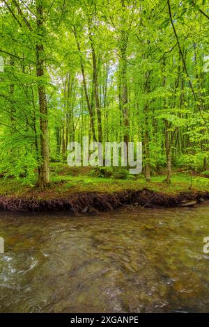 ruscello calmo nella foresta di faggi. ambiente verde con radici di alberi sulla riva. sereno sfondo naturale in primavera. fogliame brillante sulla diramazione Foto Stock