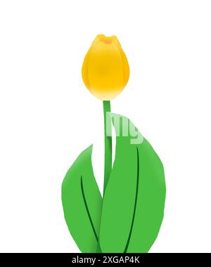 Illustrazione di un fiore di tulipani in crescita con 2 foglie e un bellissimo colore giallo. Illustrazione Vettoriale