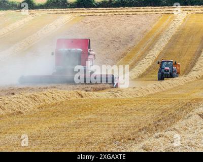 Raccolta dell'orzo , Myncen Farm, Cranborne Chase, Dorset, Inghilterra, Regno Unito, agosto 2021 Foto Stock