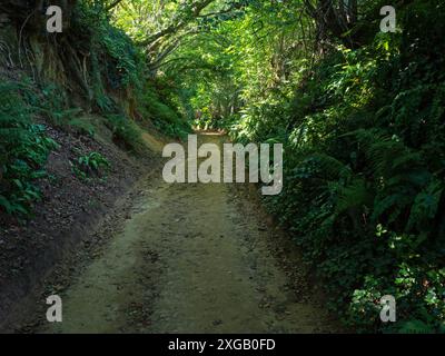 Felci accanto al vicolo affondato di Shute Lane che conduce a Colmers Hill, vicino a Symondsbury, Dorset, Inghilterra, Regno Unito, settembre 2021 Foto Stock