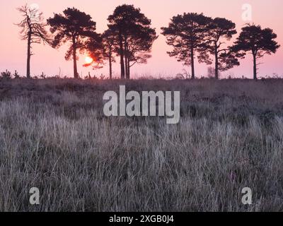 Pinus sylvestris all'alba, Holt Heath National Nature Reserve, Dorset, Inghilterra, Regno Unito, gennaio 2022 Foto Stock