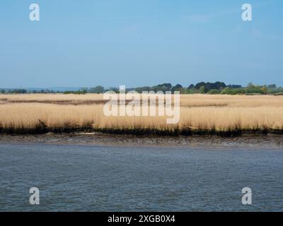 Ampi letti di canne a Poole Harbour, Dorset, Inghilterra, Regno Unito, aprile 2022 Foto Stock