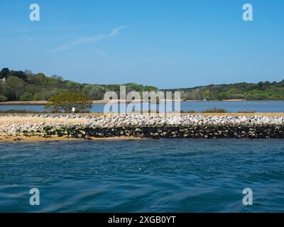 Riserva naturale Brownsea Lagoon, Brownsea Island, Poole Harbour, Dorset, Inghilterra, Regno Unito, aprile 2022 Foto Stock
