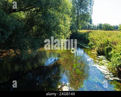 Alberi a strapiombo sul fiume Stour a Keynston, Dorset, Inghilterra, Regno Unito, agosto 2022 Foto Stock