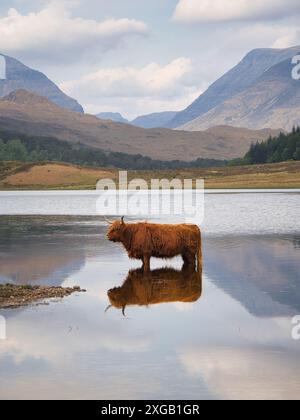 Nella splendida cornice di Loch Coulin con la catena montuosa Beinn Eighe come sfondo, una sola mucca dell'altopiano gode di una rinfrescante pagaia. Foto Stock