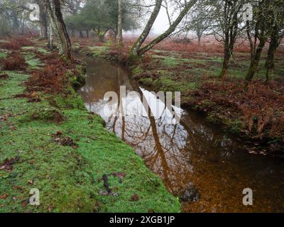 Dockens Water e bosco deciduo in nebbia di prima mattina, vicino a Holly Hatch Cottage, New Forest National Park, Inghilterra, Regno Unito, dicembre 2022 Foto Stock