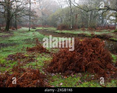 Dockens Water e foresta decidua in nebbia di prima mattina, vicino a Holly Hatch Cottage, New Forest National Park, Hampshire, Regno Unito, dicembre 2022 Foto Stock