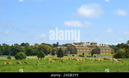 Cervi incolti che pascolano di fronte a Holkham Hall, Norfolk. Foto Stock