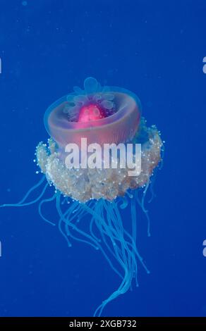 Meduse della corona, Netrostoma setouchina, Egitto, Mar Rosso, Hurghada Foto Stock