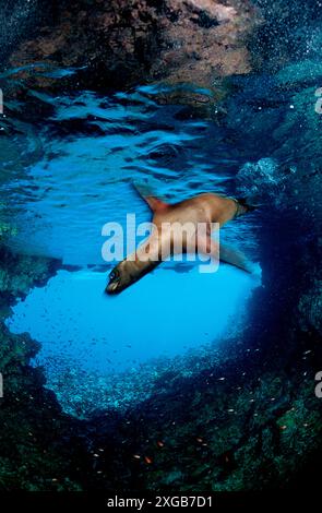 LEONE MARINO, ARCTOCEPHALUS GALAPAGOENSIS, Ecuador, Sud America, GalÃƒÂ¡pagos, Galapagos, Isola, Oceano Pacifico Foto Stock