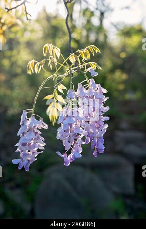 Fiori di glicine viola appesi con un soffice sfondo alla luce del sole Foto Stock