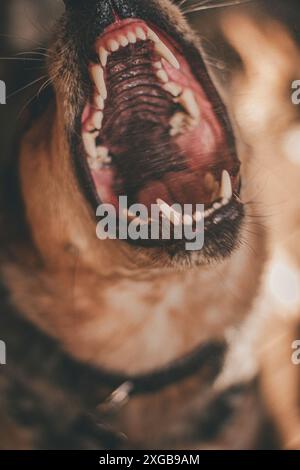 Ritratto ravvicinato di un cane bovino australiano che abbaiava. Foto Stock
