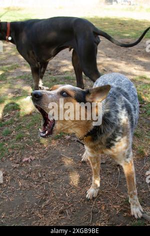 Ritratto di un giovane cane bovino australiano che gioca con gli amici al sole estivo. Foto Stock