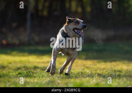 Ritratto di una giovane e iper Blue Heeler in un prato erboso. Foto Stock