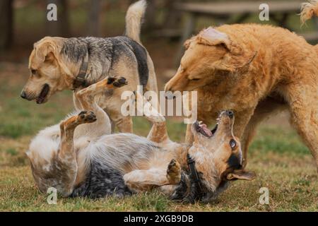 Saltando sulla schiena, un Cattle Dog australiano gioca con un gruppo di altri cani in un campo erboso. Orizzontale. Foto Stock