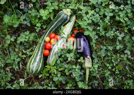 Verdure fatte in casa in un'azienda agricola biologica. Foto Stock