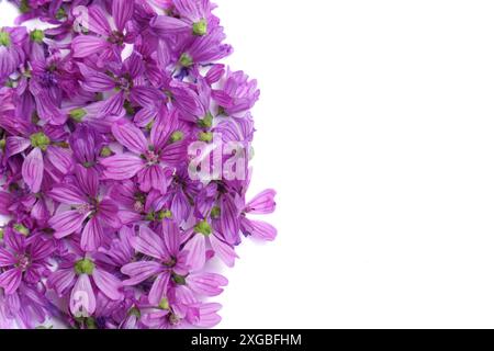 Una collezione di vivaci fiori viola di malva su sfondo bianco con spazio per il testo Foto Stock