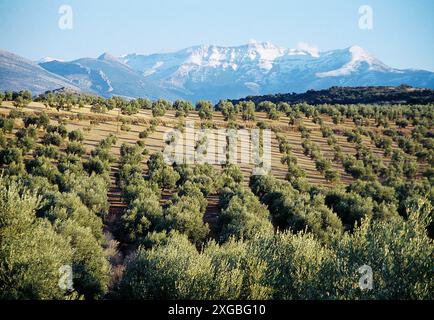 Oliveti. Riserva naturale della Sierra Magina, provincia di Jaen, Andalusia Spagna. Foto Stock