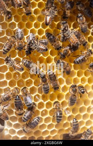 Api mellifere (colonia di api mellifere, Apis mellifera) su struttura a nido d'ape in una cornice ad alveare Foto Stock