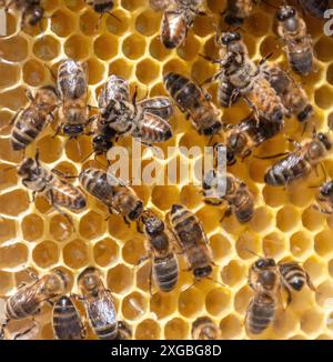 Api mellifere (colonia di api mellifere, Apis mellifera) su struttura a nido d'ape in una cornice ad alveare Foto Stock