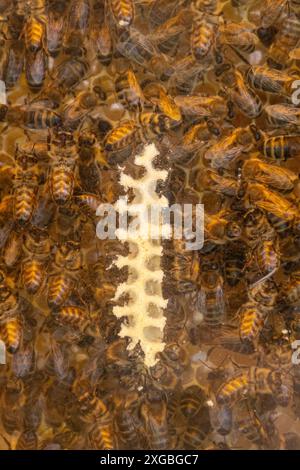 Api mellifere (api mellifere, Apis mellifera) in un alveare artificiale, iniziando a costruire una nuova struttura a nido d'ape utilizzando cera d'api in una cornice ad alveare Foto Stock