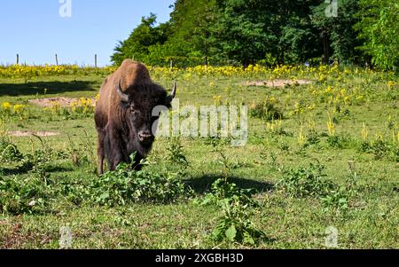 8 luglio 2024, Brandeburgo, Werder/OT Petzow: Nella fattoria dei bisonti, 40 bisonti sono tenuti sui prati in modo adeguato alle specie e rispettoso degli animali. I bisonti non sono legati al bestiame domestico, sono in circolazione da 5.000 a 10.000 anni e risalgono al tempo dei mammut. Vengono macellati solo per mantenere la mandria e le carni di alta qualità vengono vendute direttamente dall'azienda. Un toro adulto può pesare circa 1200 chilogrammi. In armonia con gli animali selvatici, gli animali crescono lentamente. Raggiungono la maturità di macellazione tra i tre e i quattro anni. Come animali da allevamento, pascolano, riposano, ruminano e.. Foto Stock