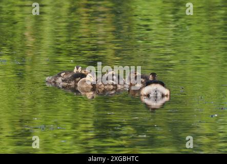 I Gadwall sono un uccello riproduttore recente nel Cheshire, dove stanno espandendo con successo il loro areale. Foto Stock