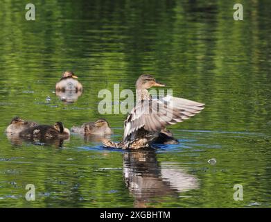 I Gadwall sono un uccello riproduttore recente nel Cheshire, dove stanno espandendo con successo il loro areale. Foto Stock