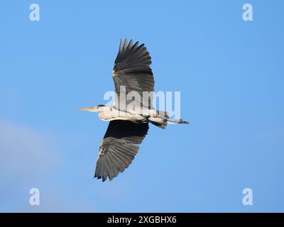 Airone grigio adulto vicino al suo sito di torsione presso un bacino idrico locale. Foto Stock