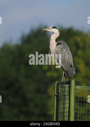 Airone grigio adulto vicino al suo sito di torsione presso un bacino idrico locale. Foto Stock