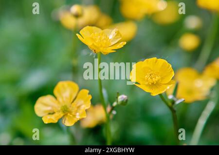 Buttercup strisciante o Ranunculus repende la Francia Foto Stock