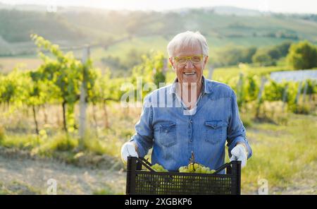 Uomo produttore di vino anziano che tiene in mano una scatola di uva bianca con vigneto sullo sfondo - azienda agricola biologica e concetto di piccola impresa - Focus sul suo viso Foto Stock