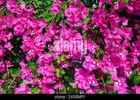 Piante di Bougainvillea rosa con fiori in un giardino Foto Stock