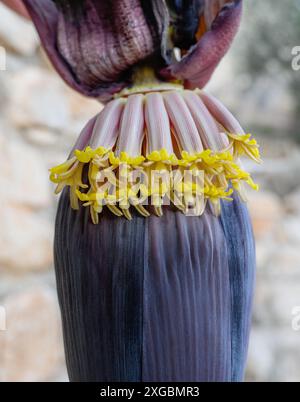 Fiori di banana su sfondo sfocato Foto Stock
